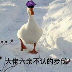 娱乐吃瓜酱鸭鸭,揭秘娱乐圈那些鲜为人知的幕后故事