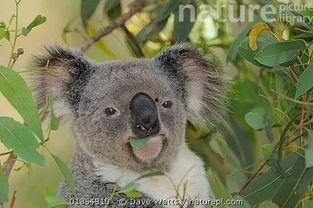 娱乐吃瓜酱胆小的考拉,揭秘娱乐圈那些鲜为人知的幕后故事