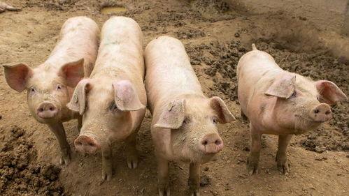 娱乐圈吃瓜赚200块的是谁,揭秘赚200块背后的神秘“吃瓜”达人